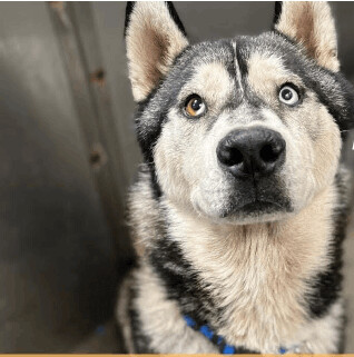 Kenny, Adoptable, Adult Male Siberian Husky.