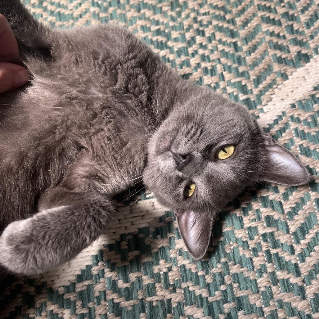 Enlarge Mila, a Adoptable Domestic Short Hair in La Grange, KY image 1/5