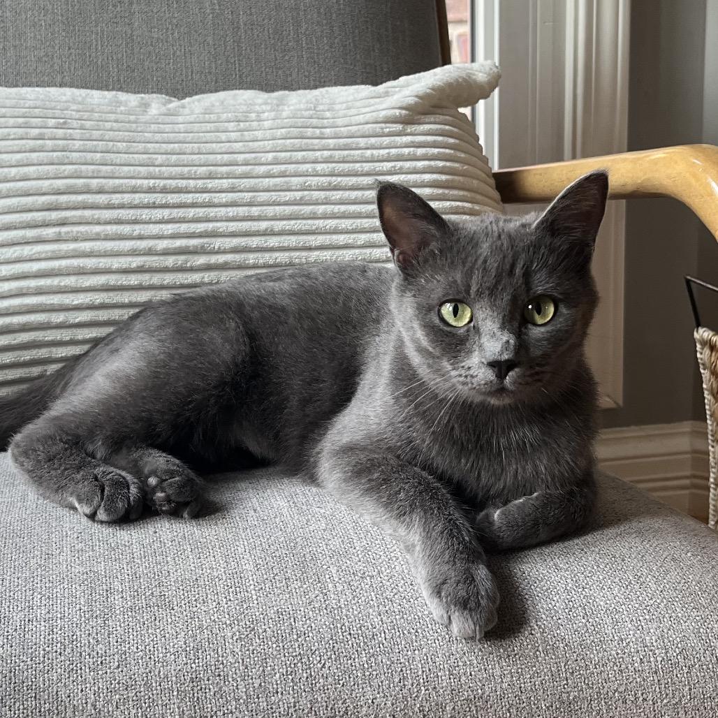 Enlarge Mila, a Adoptable Domestic Short Hair in La Grange, KY image 2/5