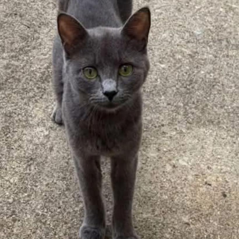 Enlarge Mila, a Adoptable Domestic Short Hair in La Grange, KY image 3/5