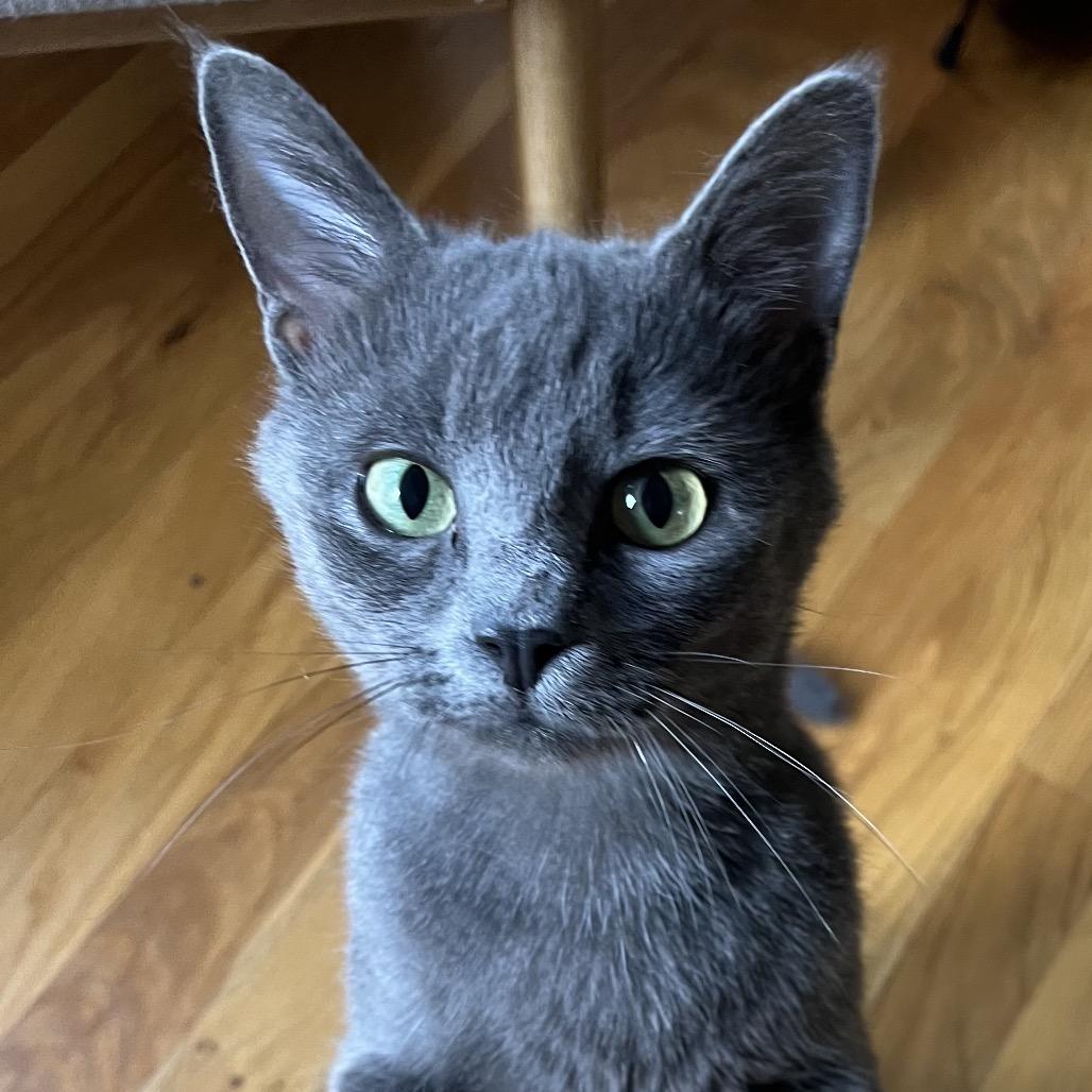 Enlarge Mila, a Adoptable Domestic Short Hair in La Grange, KY image 4/5