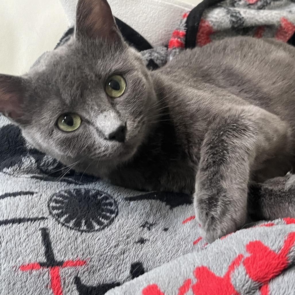 Enlarge Mila, a Adoptable Domestic Short Hair in La Grange, KY image 5/5