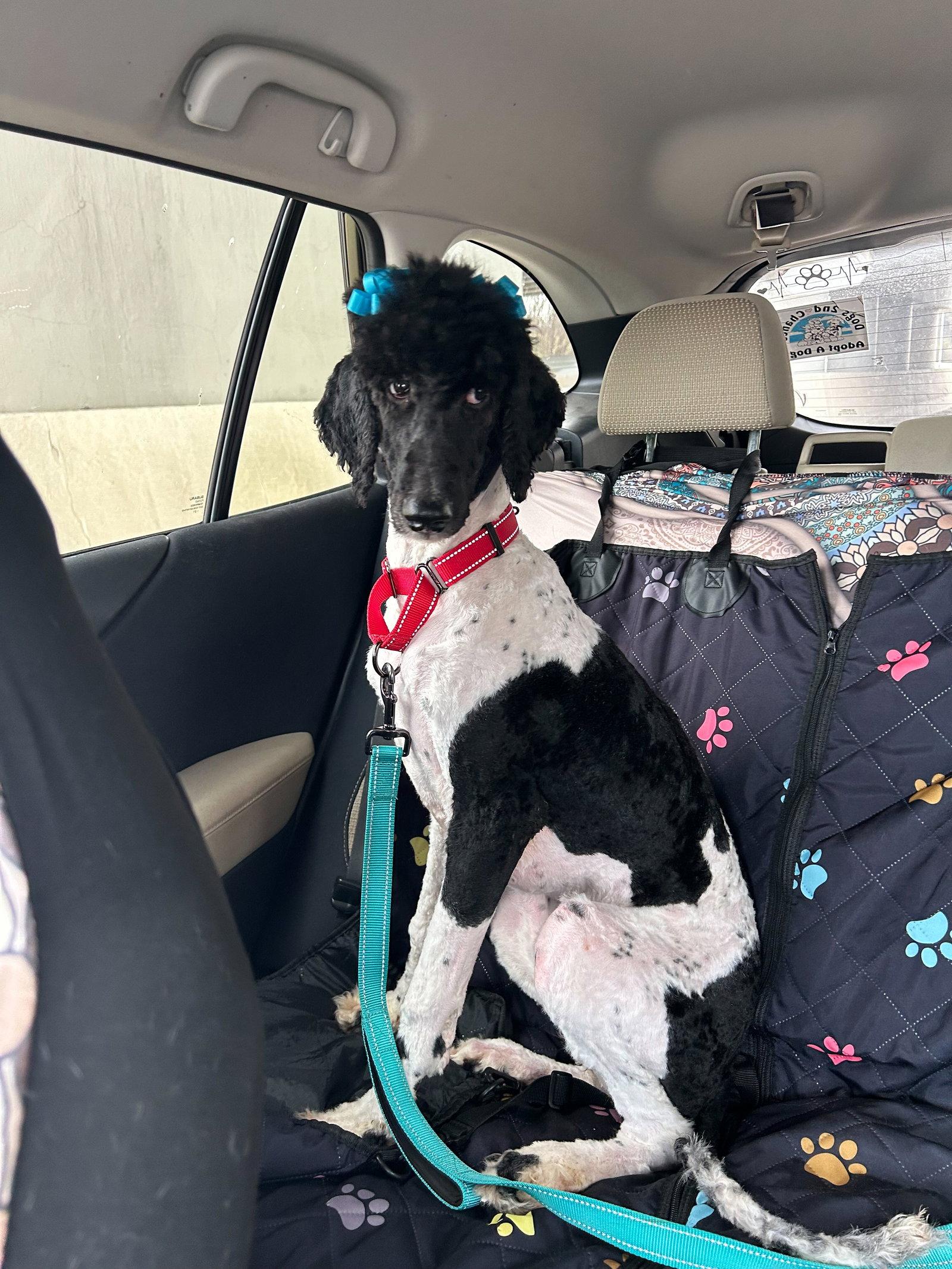 Reign, Adopted, Young Female Standard Poodle.