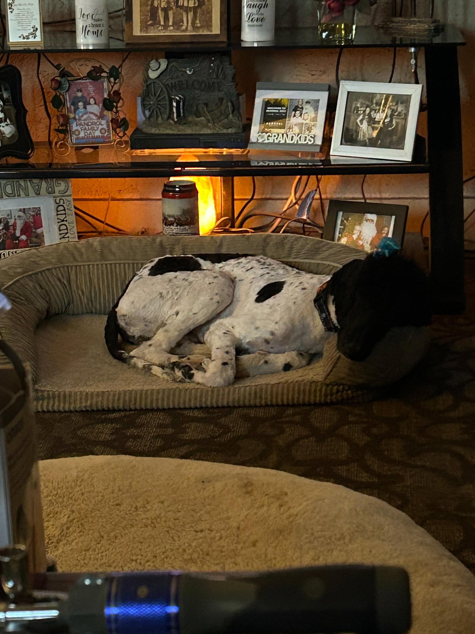 Enlarge Reign, a Adopted Standard Poodle in Munford, TN image 2/3
