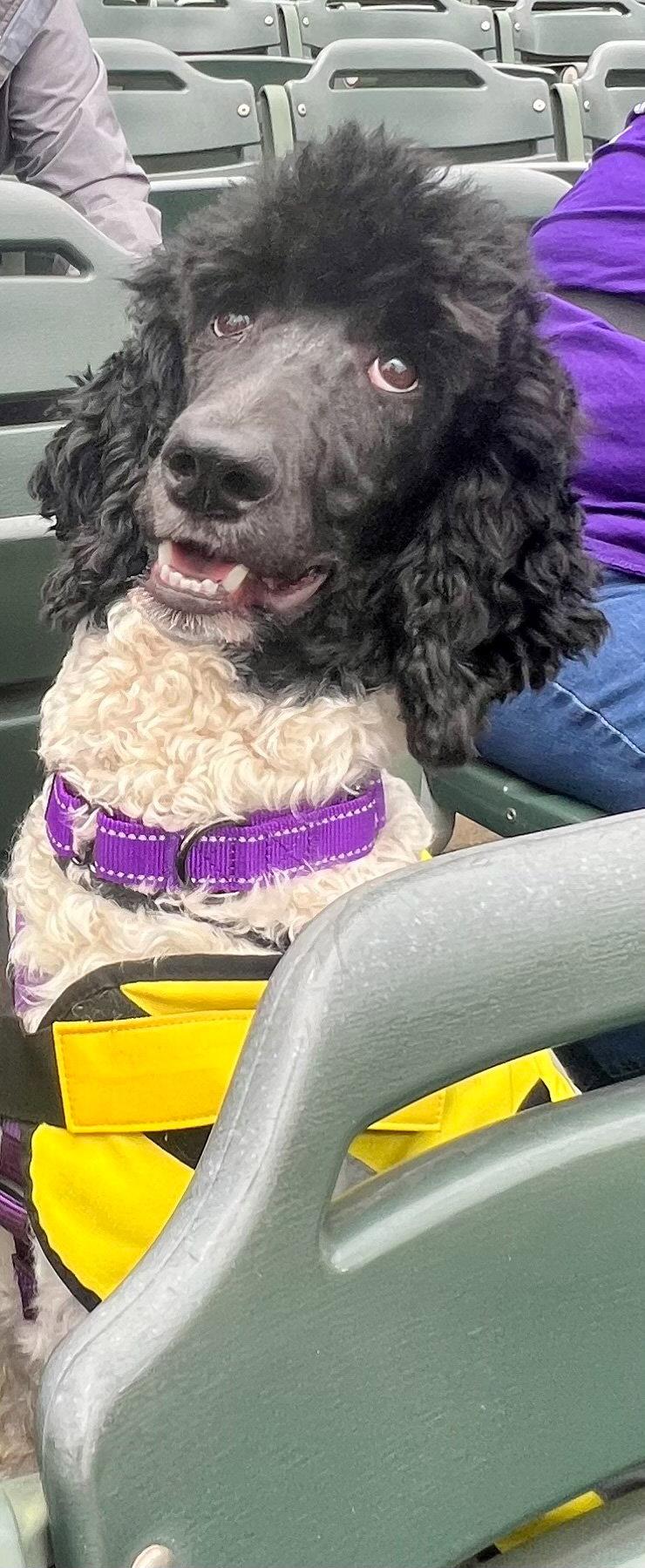 Enlarge Reign, a Adopted Standard Poodle in Munford, TN image 3/3