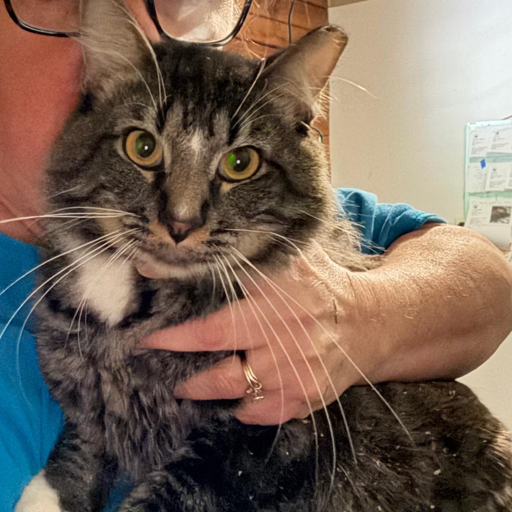 Enlarge Nova Eclipse, a Adoptable Domestic Medium Hair in Granby, MO image 1/1