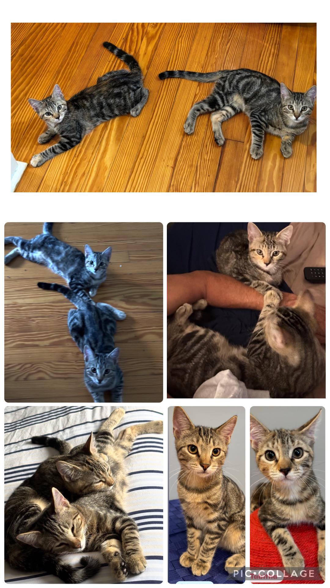 Enlarge Sebastian and Tabitha( affectionate and fun kittens), a Adoptable Domestic Short Hair in Staten island, NY image 6/6