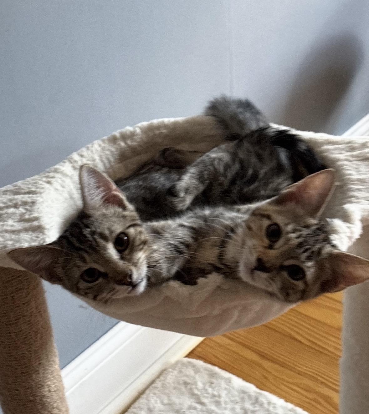 Sebastian and Tabitha( affectionate and fun kittens), Adoptable, Kitten Male Domestic Short Hair.