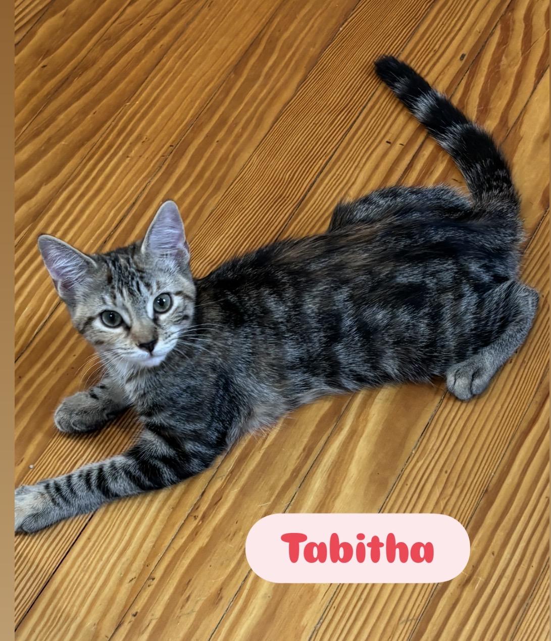 Enlarge Sebastian and Tabitha( affectionate and fun kittens), a Adoptable Domestic Short Hair in Staten island, NY image 3/6