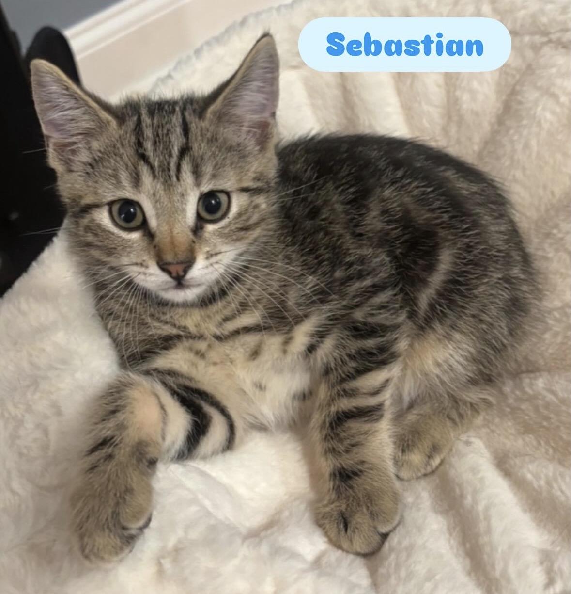 Enlarge Sebastian and Tabitha( affectionate and fun kittens), a Adoptable Domestic Short Hair in Staten island, NY image 4/6