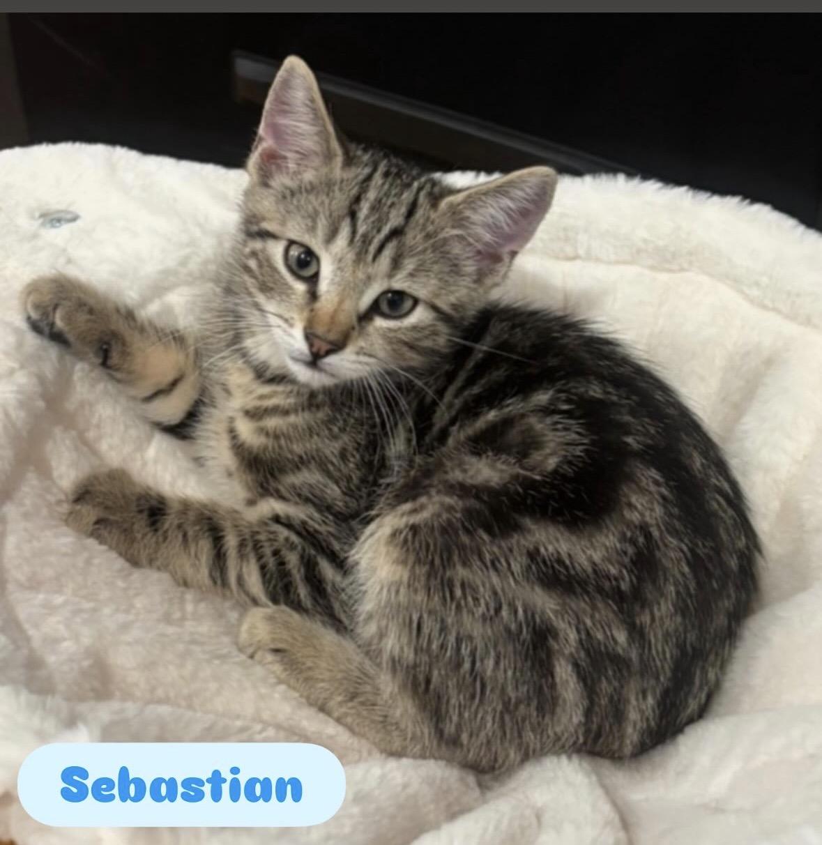 Enlarge Sebastian and Tabitha( affectionate and fun kittens), a Adoptable Domestic Short Hair in Staten island, NY image 2/6