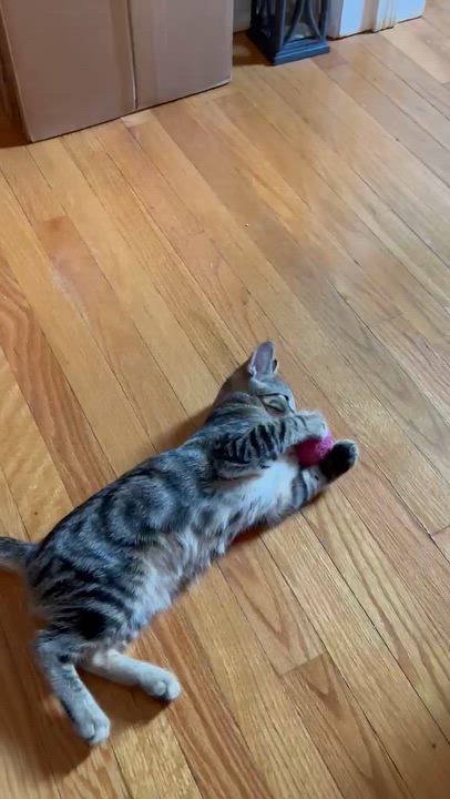 Enlarge Sebastian and Tabitha( affectionate and fun kittens), a Adoptable Domestic Short Hair in Staten island, NY video 5/6