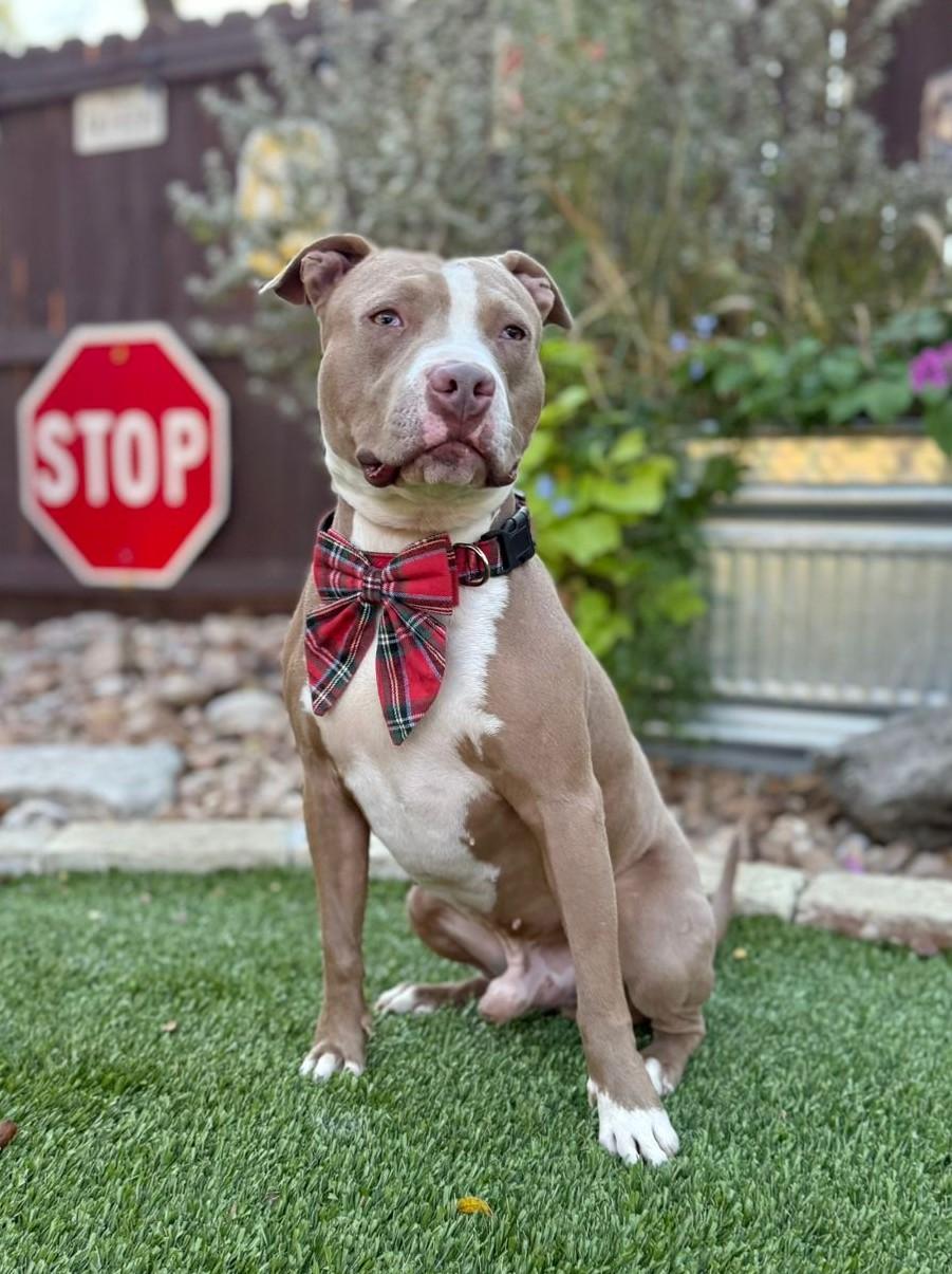 Romeo, a Adoptable Pit Bull Terrier in Southport, CT image 4/6