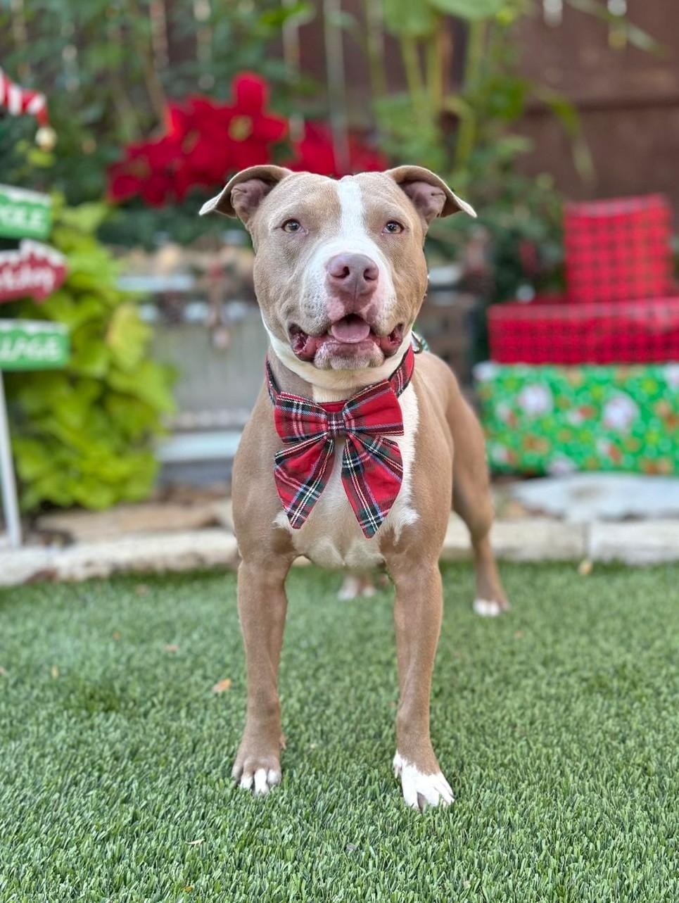 Romeo, a Adoptable Pit Bull Terrier in Southport, CT image 6/6
