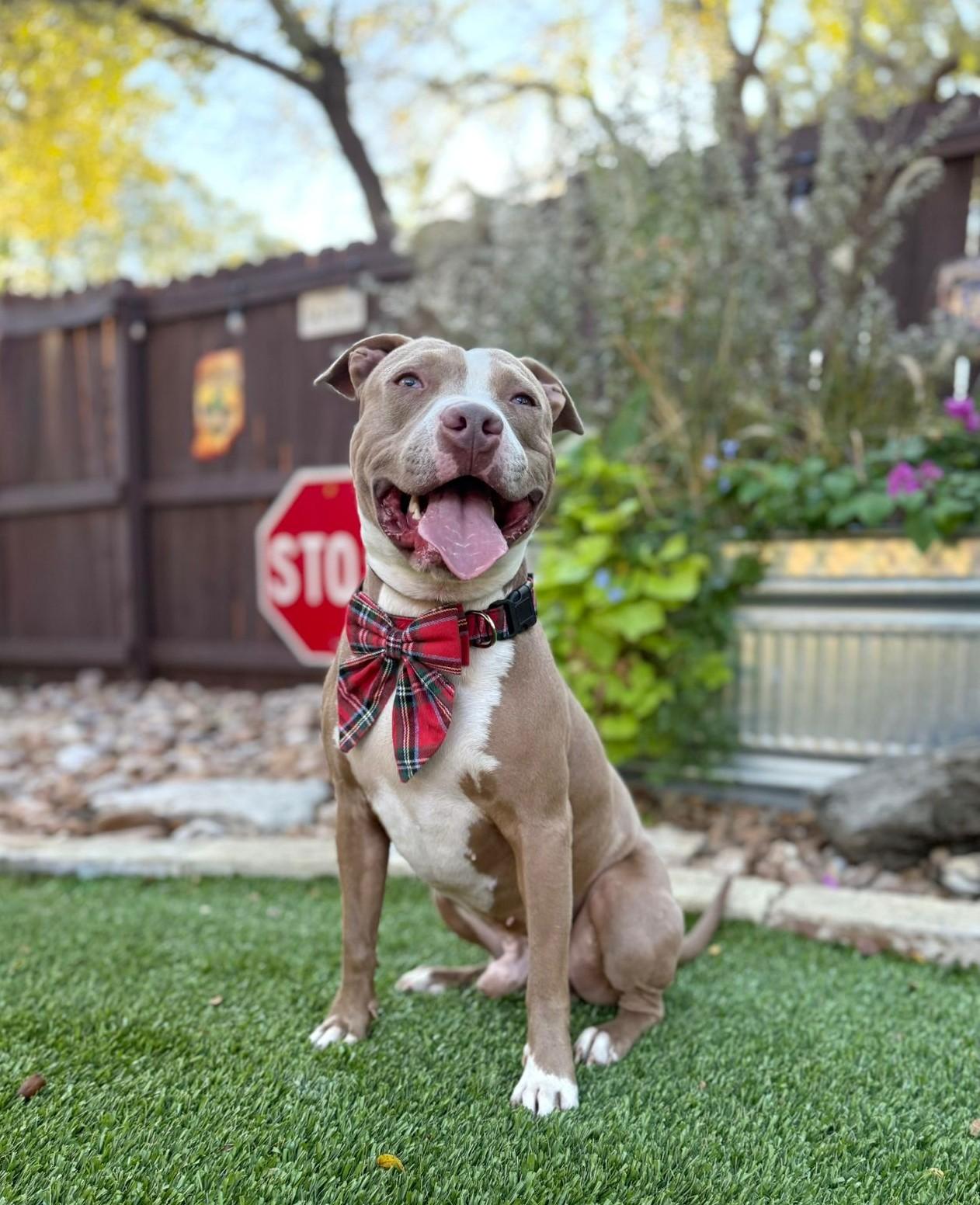 Romeo, a Adoptable Pit Bull Terrier in Southport, CT image 5/6