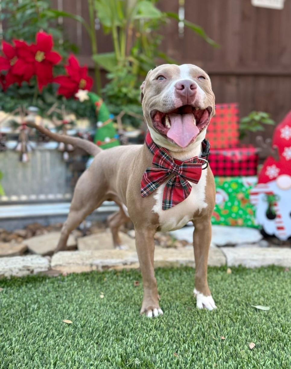 Romeo, Adoptable, Young Male Pit Bull Terrier.