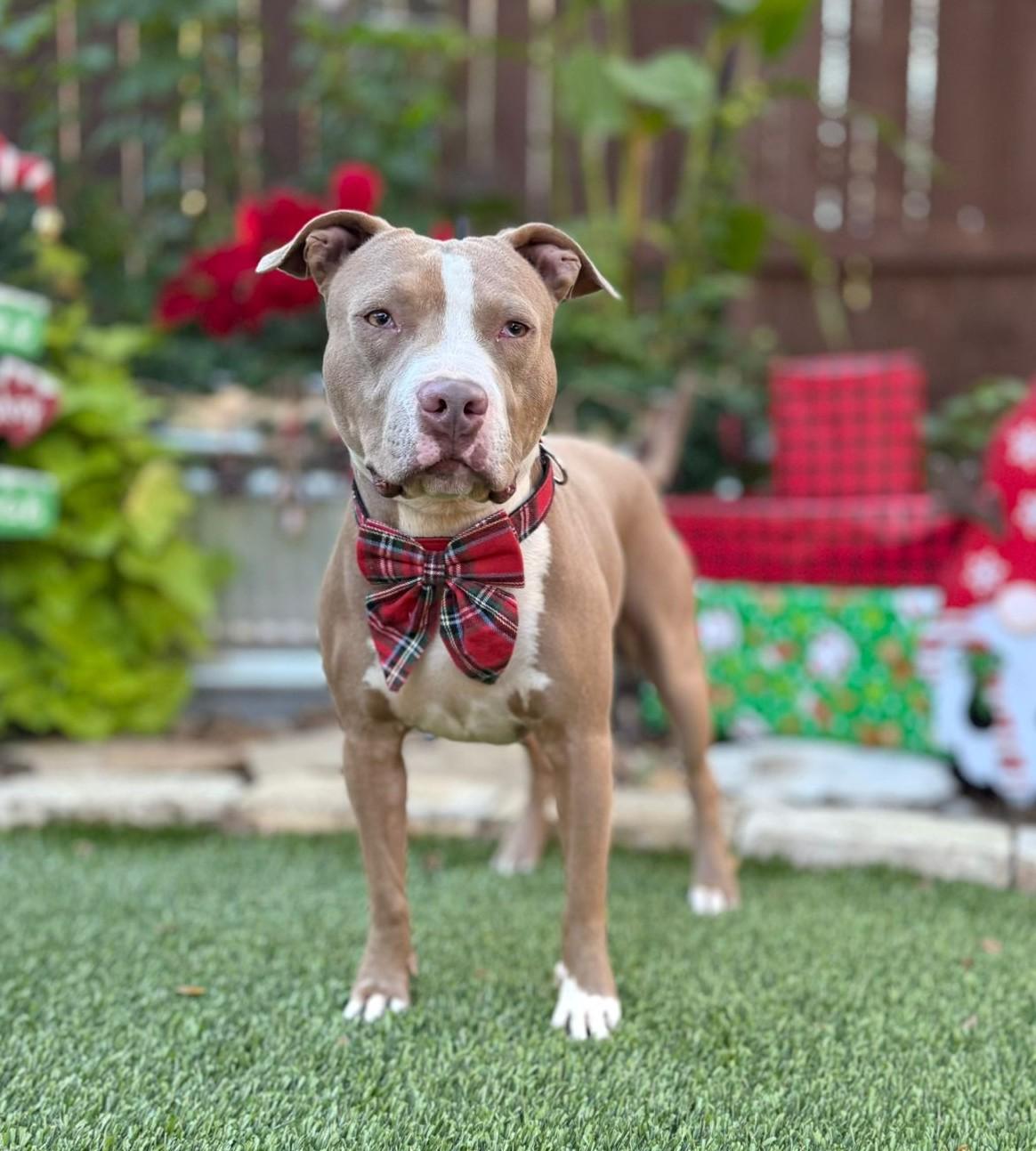 Romeo, a Adoptable Pit Bull Terrier in Southport, CT image 2/6