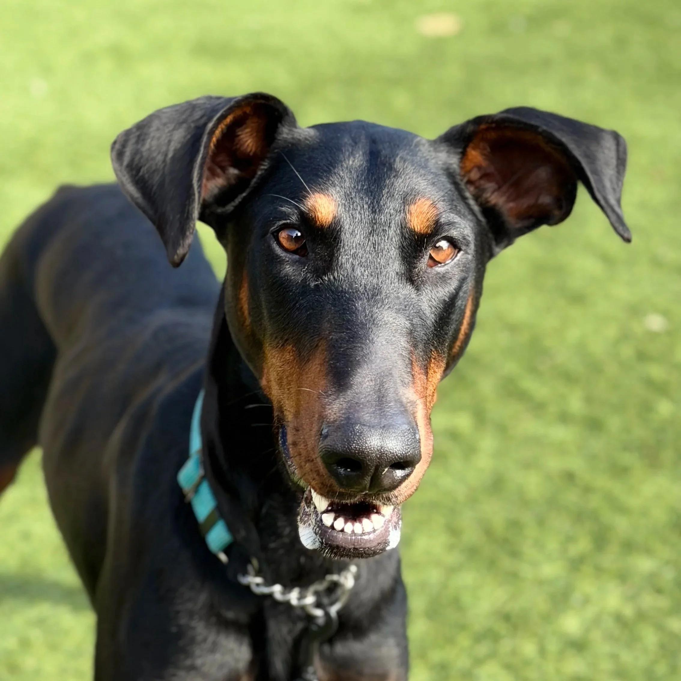 ATHENA, ADOPTABLE, Adult Female Doberman Pinscher.