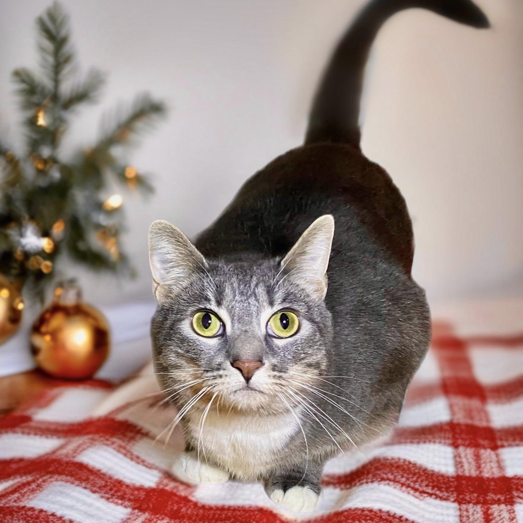 Enlarge HOMERA ZUCKERMAN, a Adoptable Domestic Short Hair in Graham, WA image 1/3