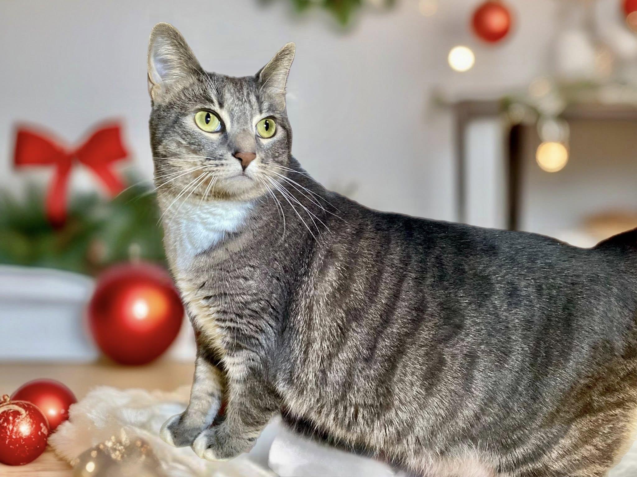 Enlarge HOMERA ZUCKERMAN, a Adoptable Domestic Short Hair in Graham, WA image 2/3