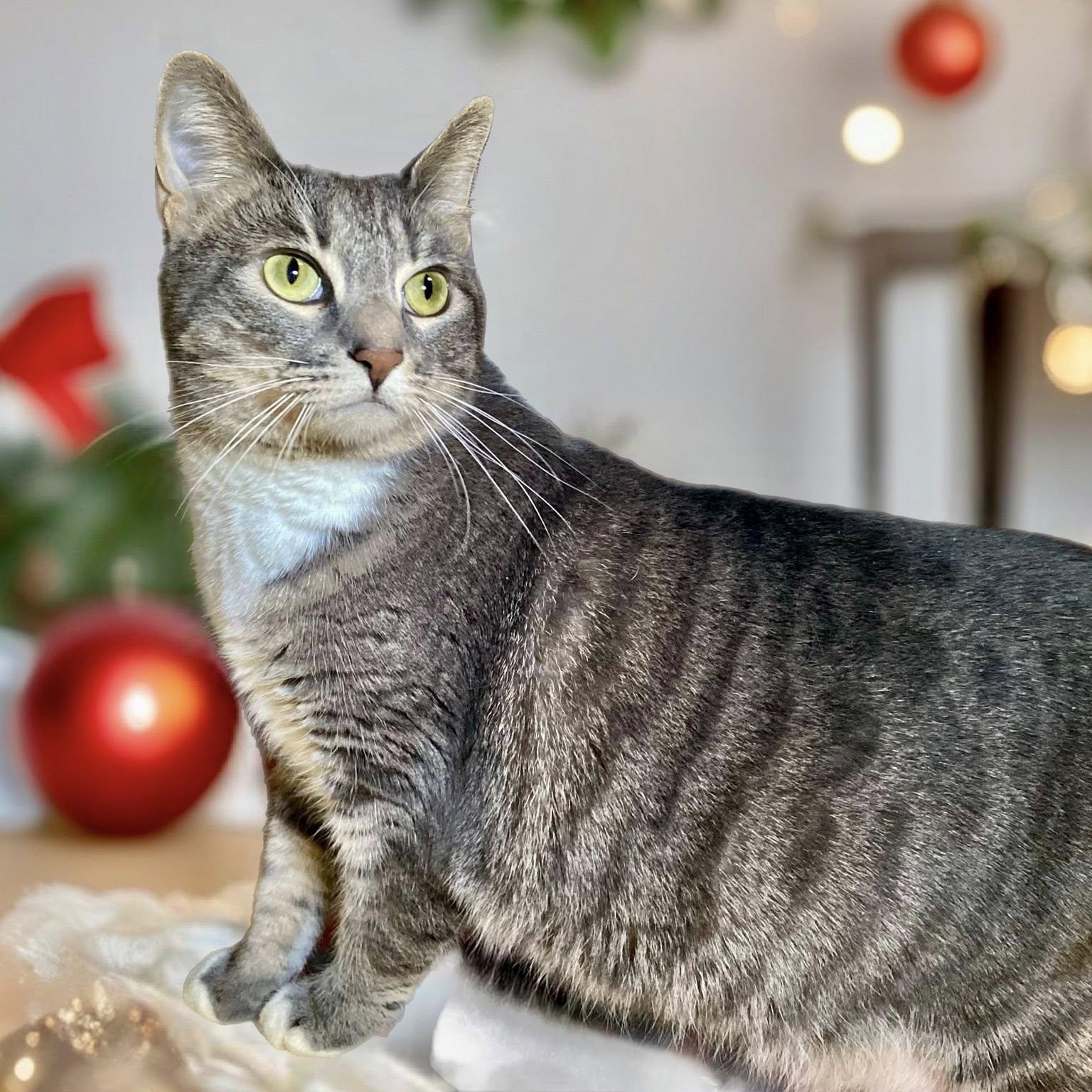 Enlarge HOMERA ZUCKERMAN, a Adoptable Domestic Short Hair in Graham, WA image 1/3