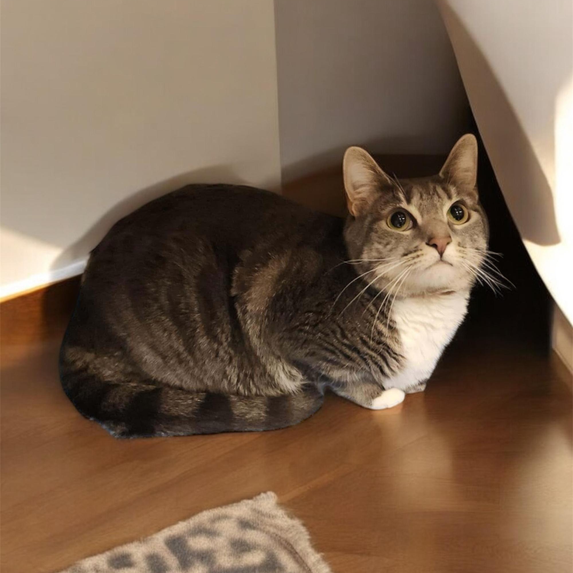 HOMERA ZUCKERMAN, Adoptable, Adult Female Domestic Short Hair.