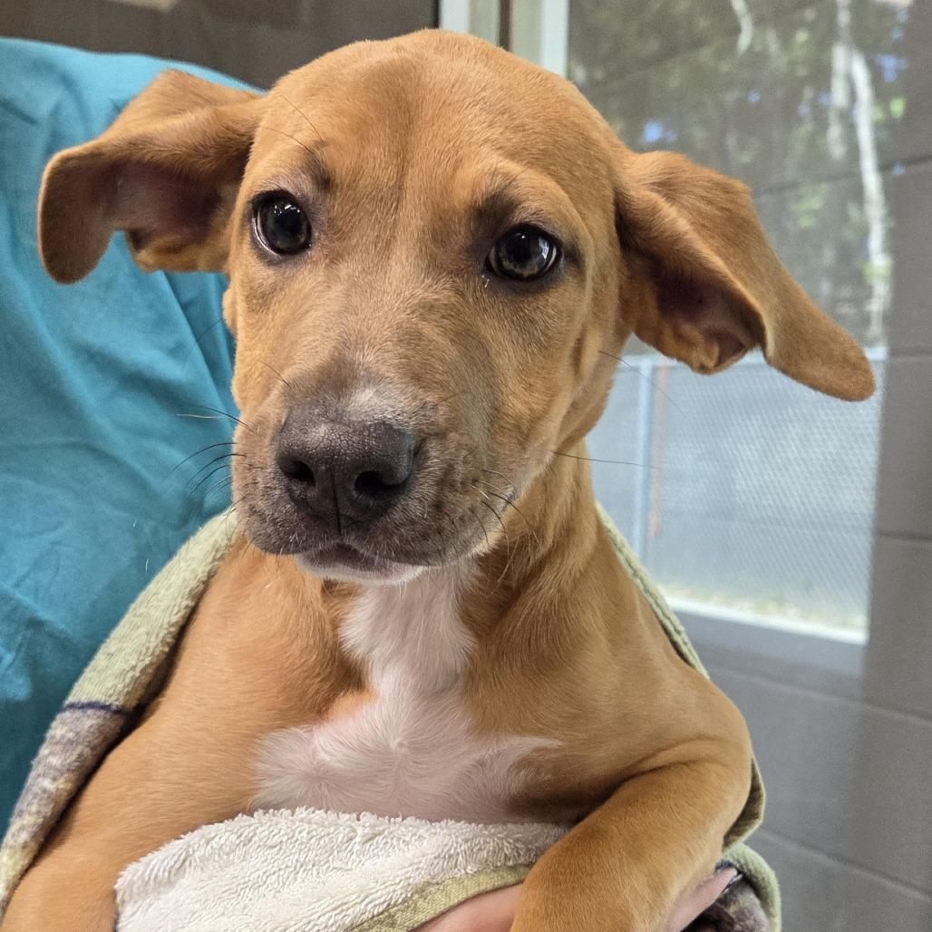 Enlarge Hazel, a Adoptable Labrador Retriever in Voorhees, NJ image 1/2