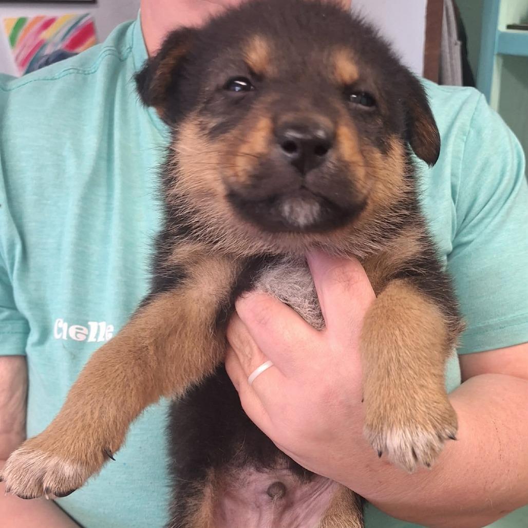 Enlarge Shamus, a Adoptable German Shepherd Dog in Madill, OK image 1/1