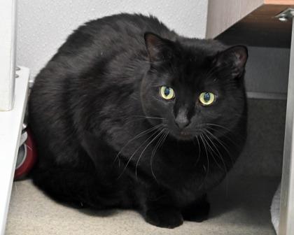 Enlarge Josh, a Adoptable Domestic Short Hair in West Seneca, NY image 1/3