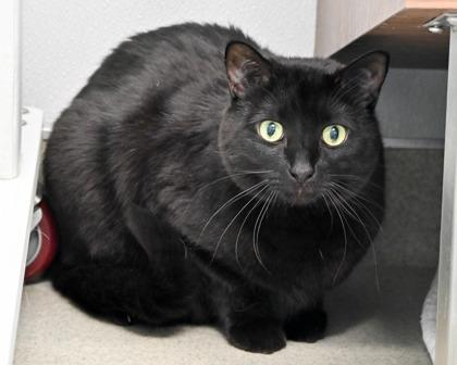 Enlarge Josh, a Adoptable Domestic Short Hair in West Seneca, NY image 2/3