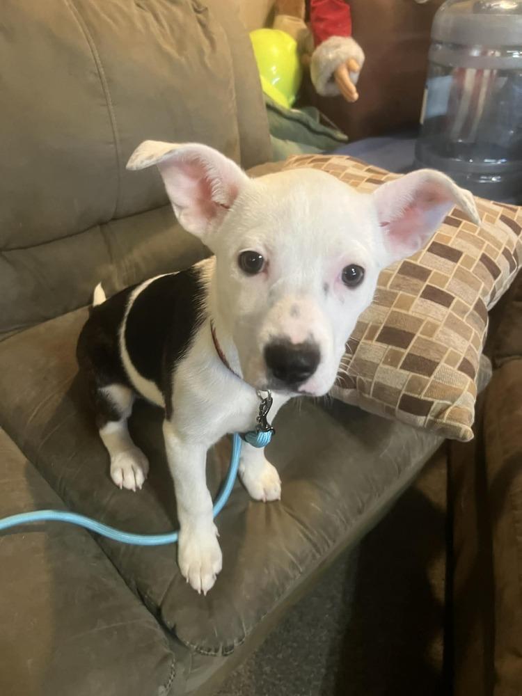 Snowflake, Adoptable, Puppy Female Mixed Breed.