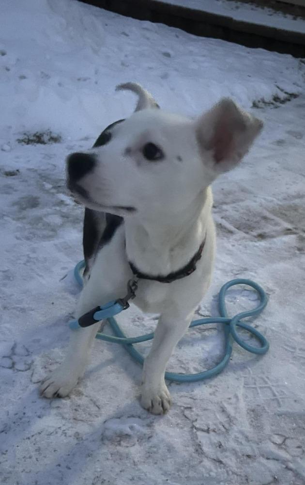 Enlarge Snowflake, a Adoptable mixed breed in Appleton, WI image 3/3
