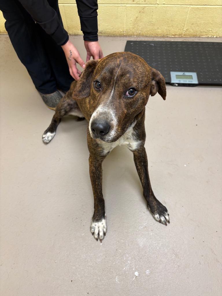 Hungry Jack Biscuit, Adoptable, Adult Male Boxer.