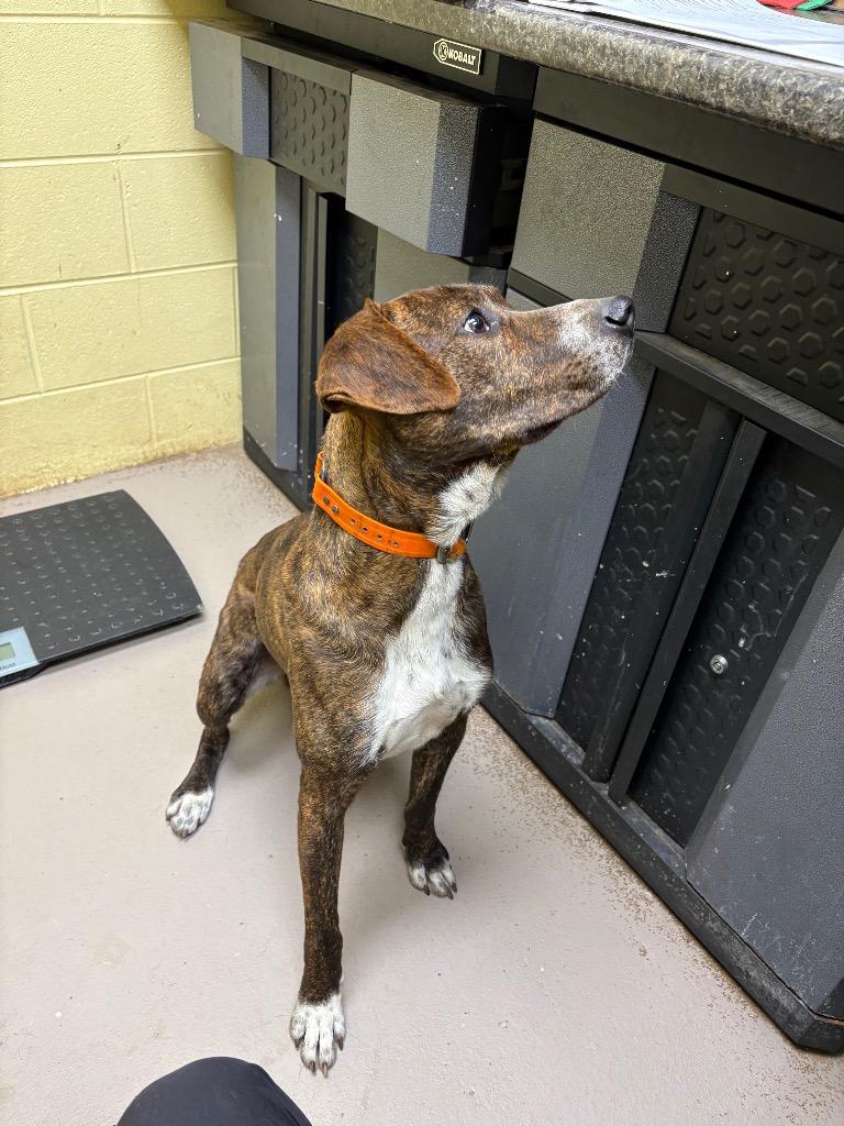 Hungry Jack Biscuit, a Adoptable Boxer in Crossville, TN image 2/2
