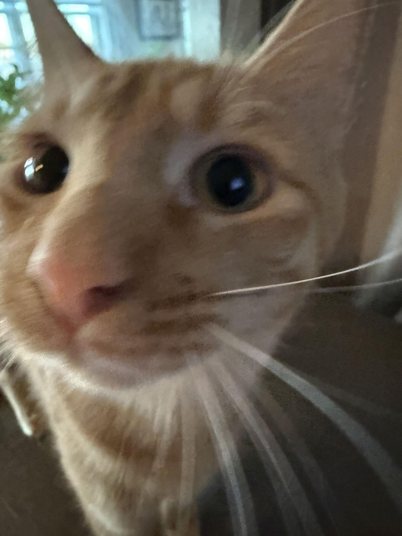 Enlarge Nico, a Adoptable Domestic Short Hair in Mesquite, TX image 1/3