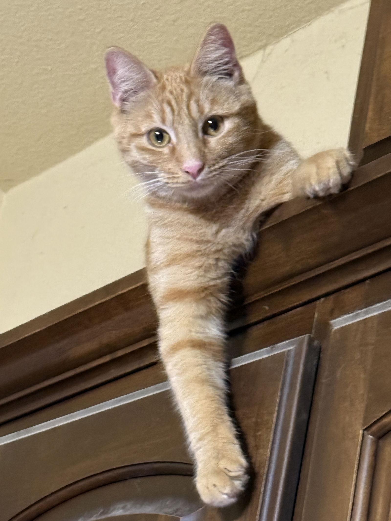 Enlarge Nico, a Adoptable Domestic Short Hair in Mesquite, TX image 1/3