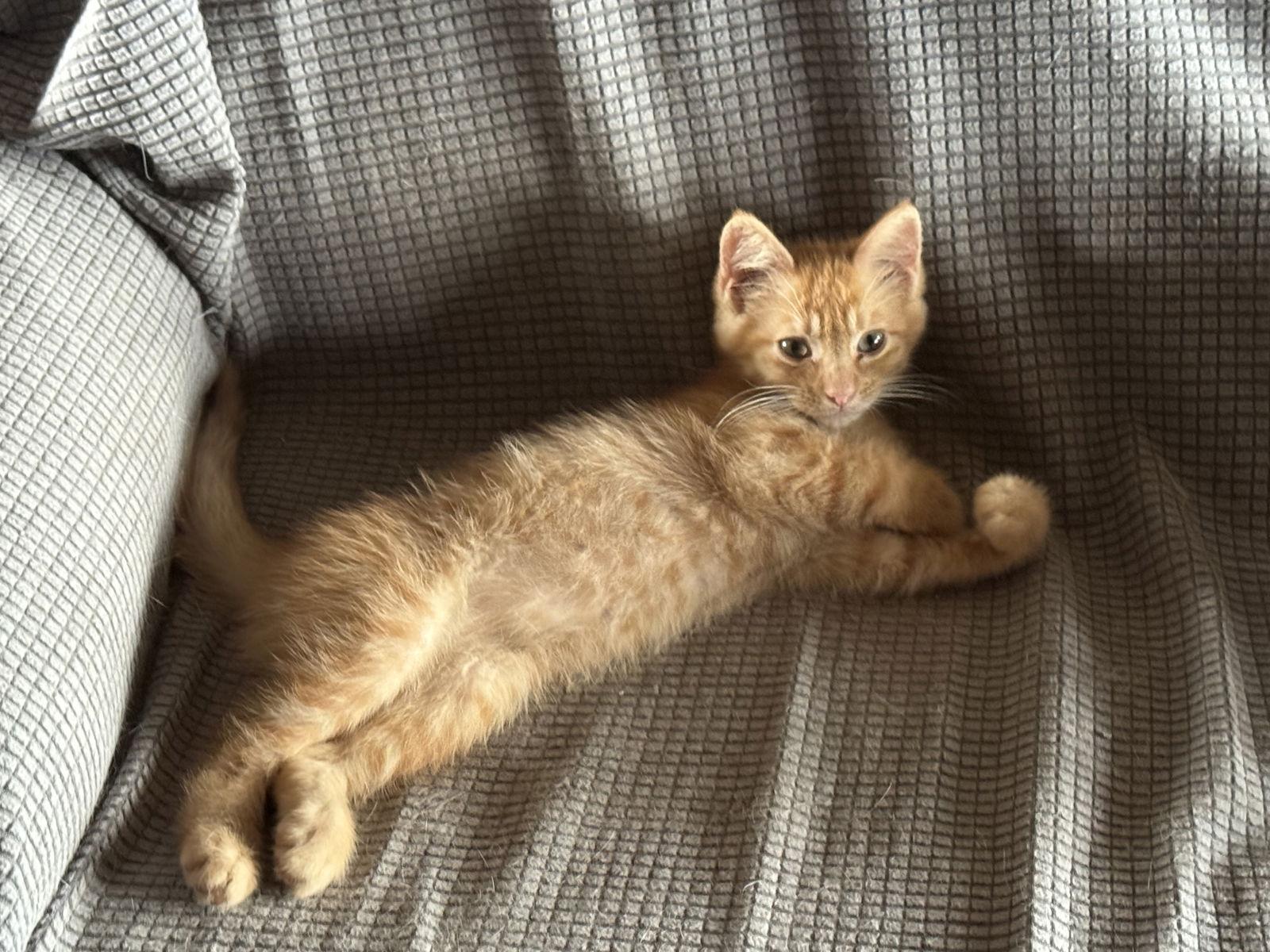 Enlarge Nico, a Adoptable Domestic Short Hair in Mesquite, TX image 2/3