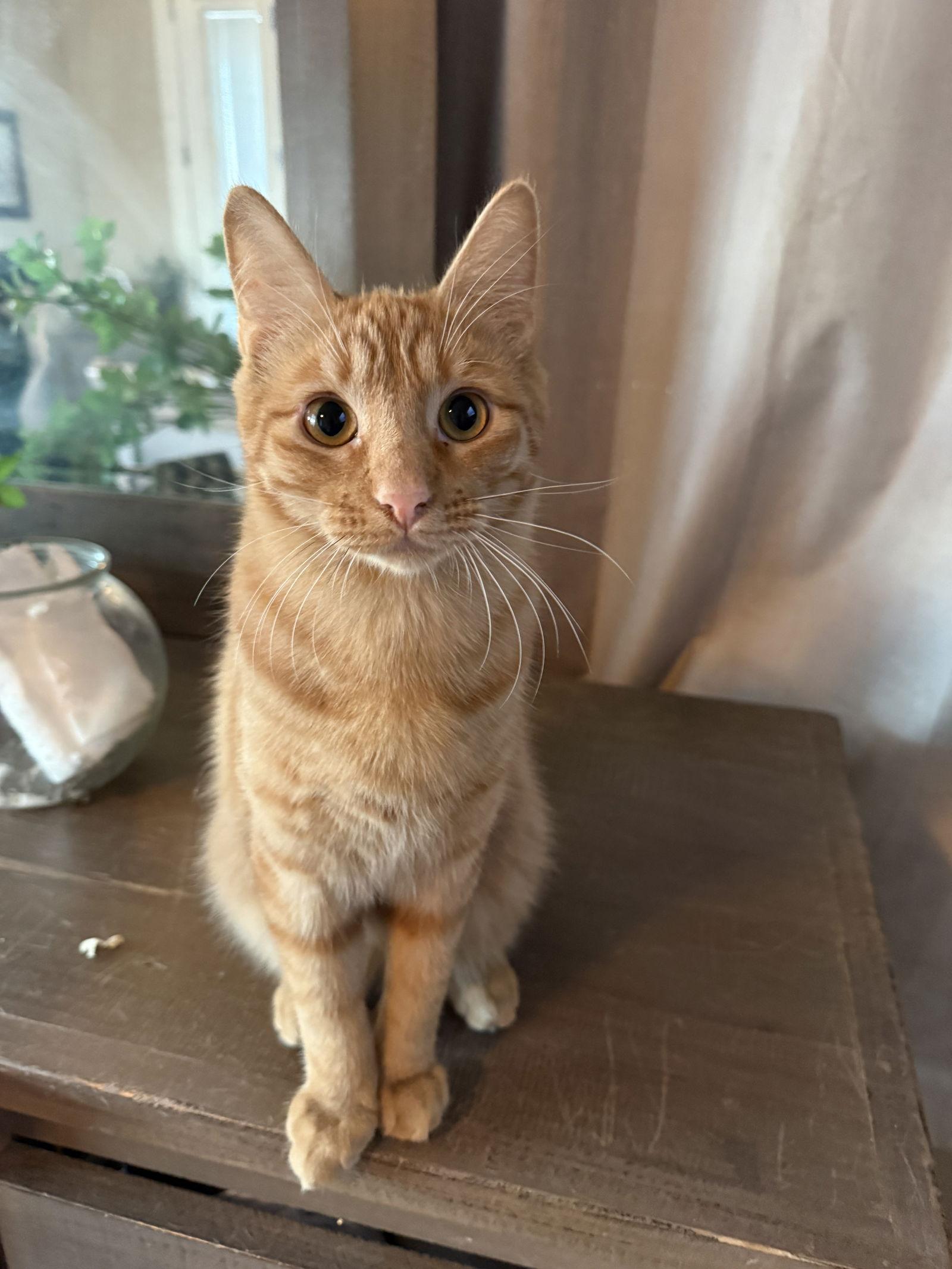 Enlarge Nico, a Adoptable Domestic Short Hair in Mesquite, TX image 3/3