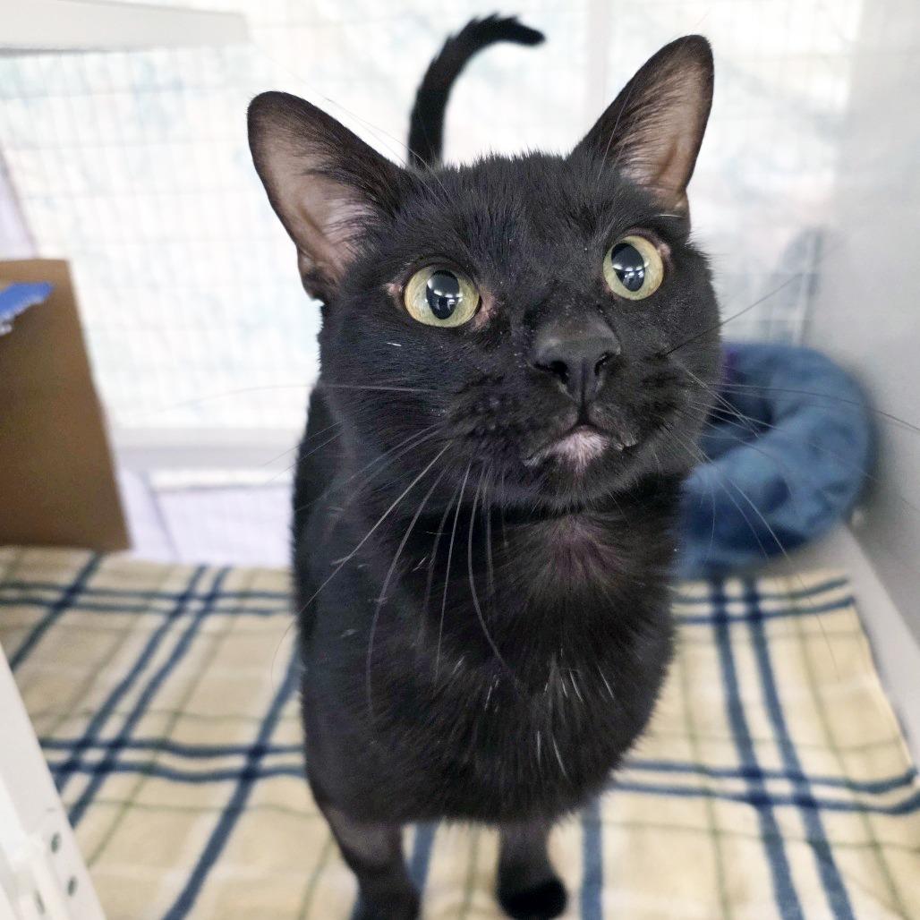 Captain Cramer, Adoptable, Adult Male Domestic Short Hair.
