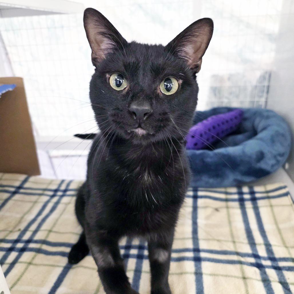 Captain Cramer, a Adoptable Domestic Short Hair in Oshkosh, WI image 2/5