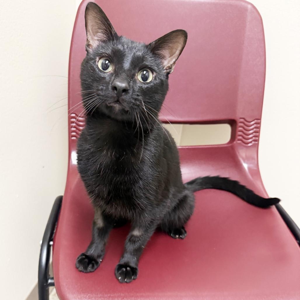Captain Cramer, a Adoptable Domestic Short Hair in Oshkosh, WI image 3/5