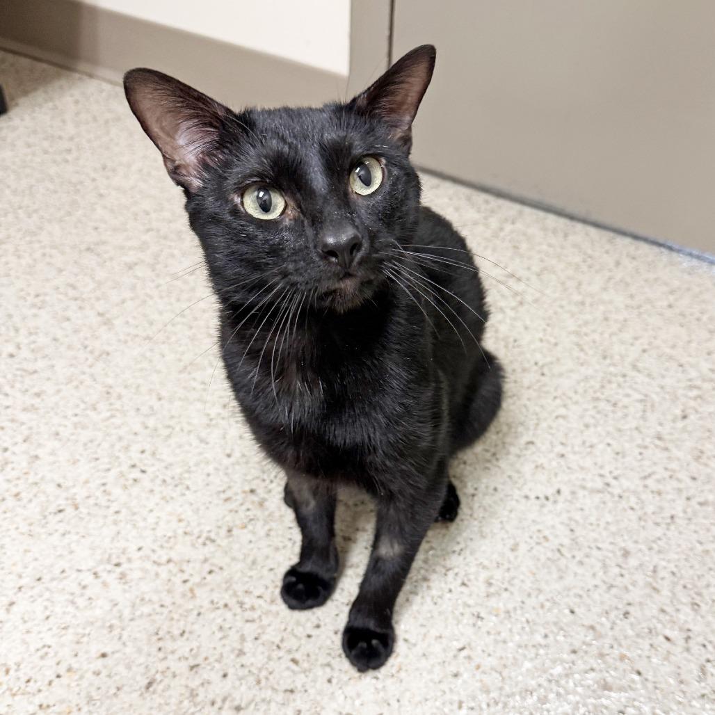 Captain Cramer, a Adoptable Domestic Short Hair in Oshkosh, WI image 4/5