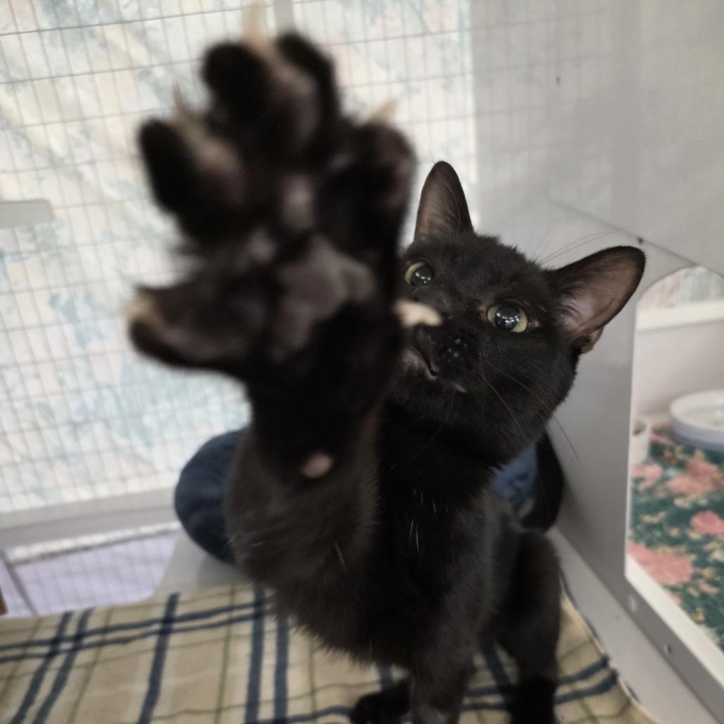 Captain Cramer, a Adoptable Domestic Short Hair in Oshkosh, WI image 5/5