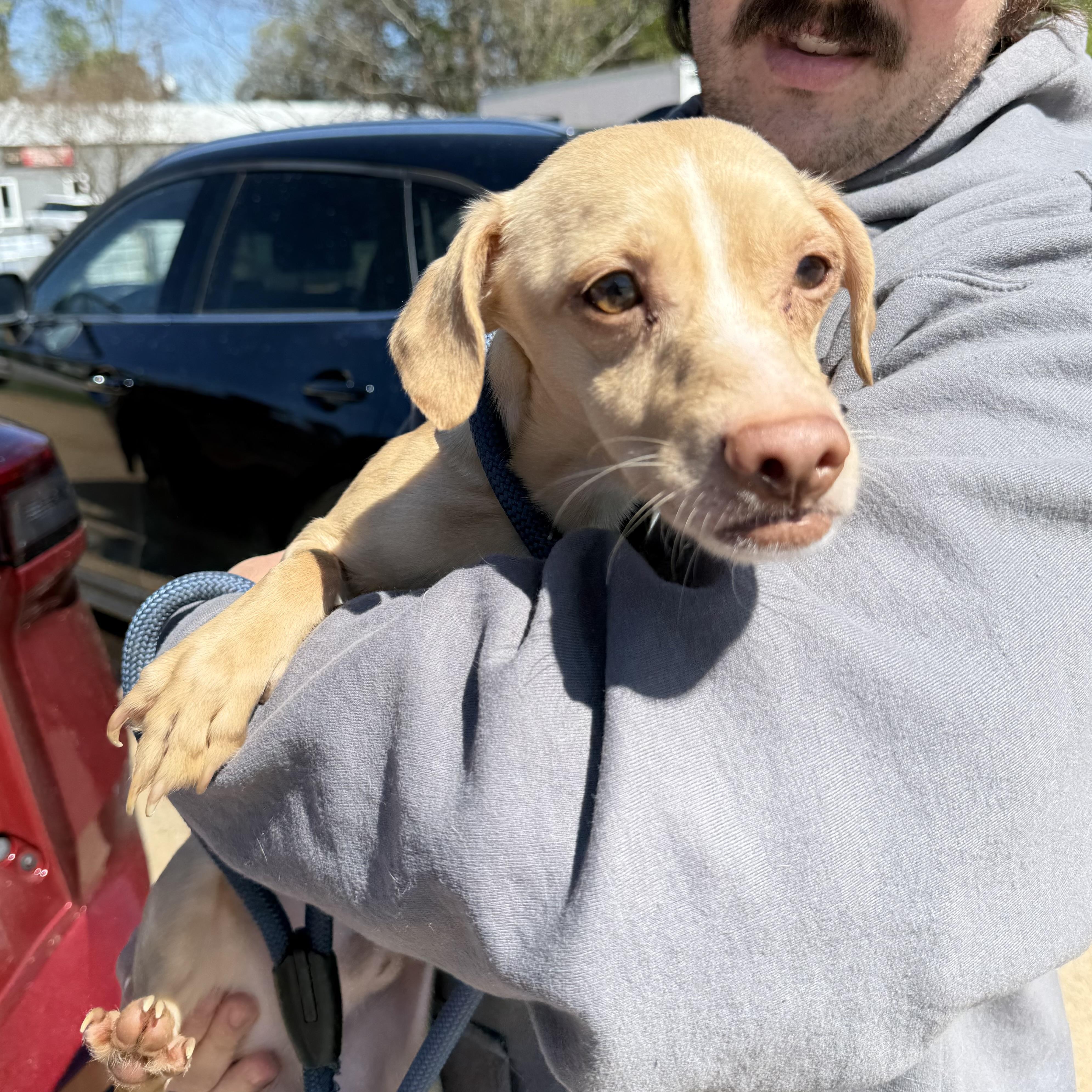 Enlarge Tibia, a ADOPTABLE mixed breed in Columbia, SC image 5/5