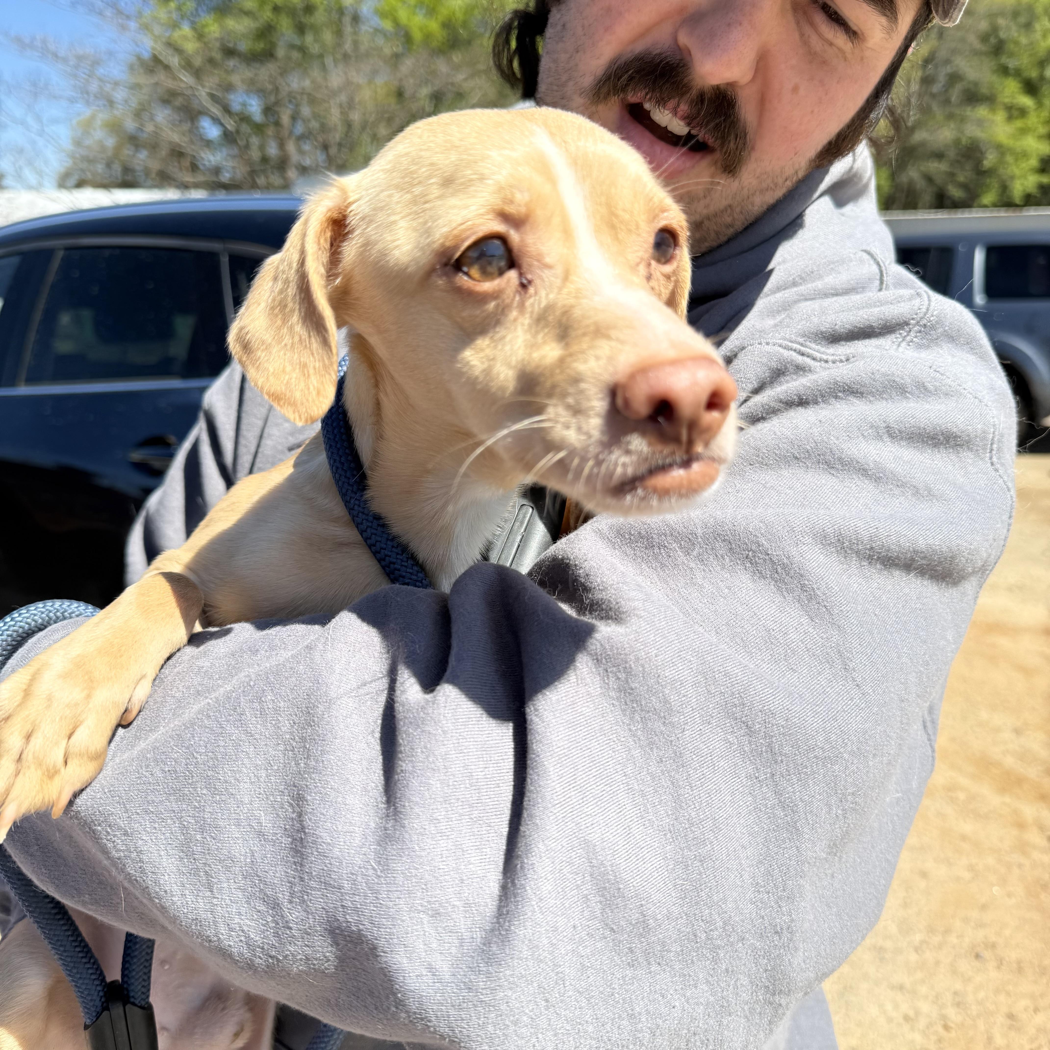 Enlarge Tibia, a ADOPTABLE mixed breed in Columbia, SC image 2/5