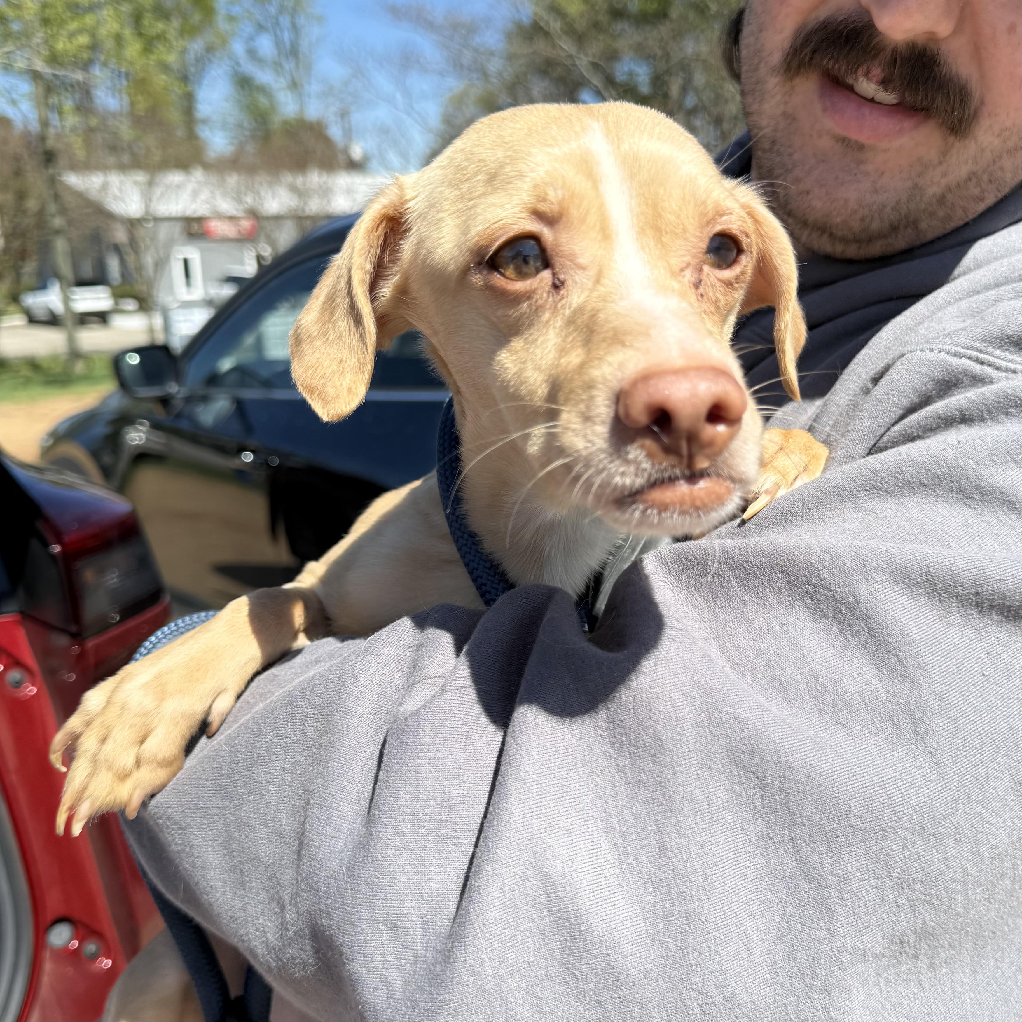 Enlarge Tibia, a ADOPTABLE mixed breed in Columbia, SC image 1/5