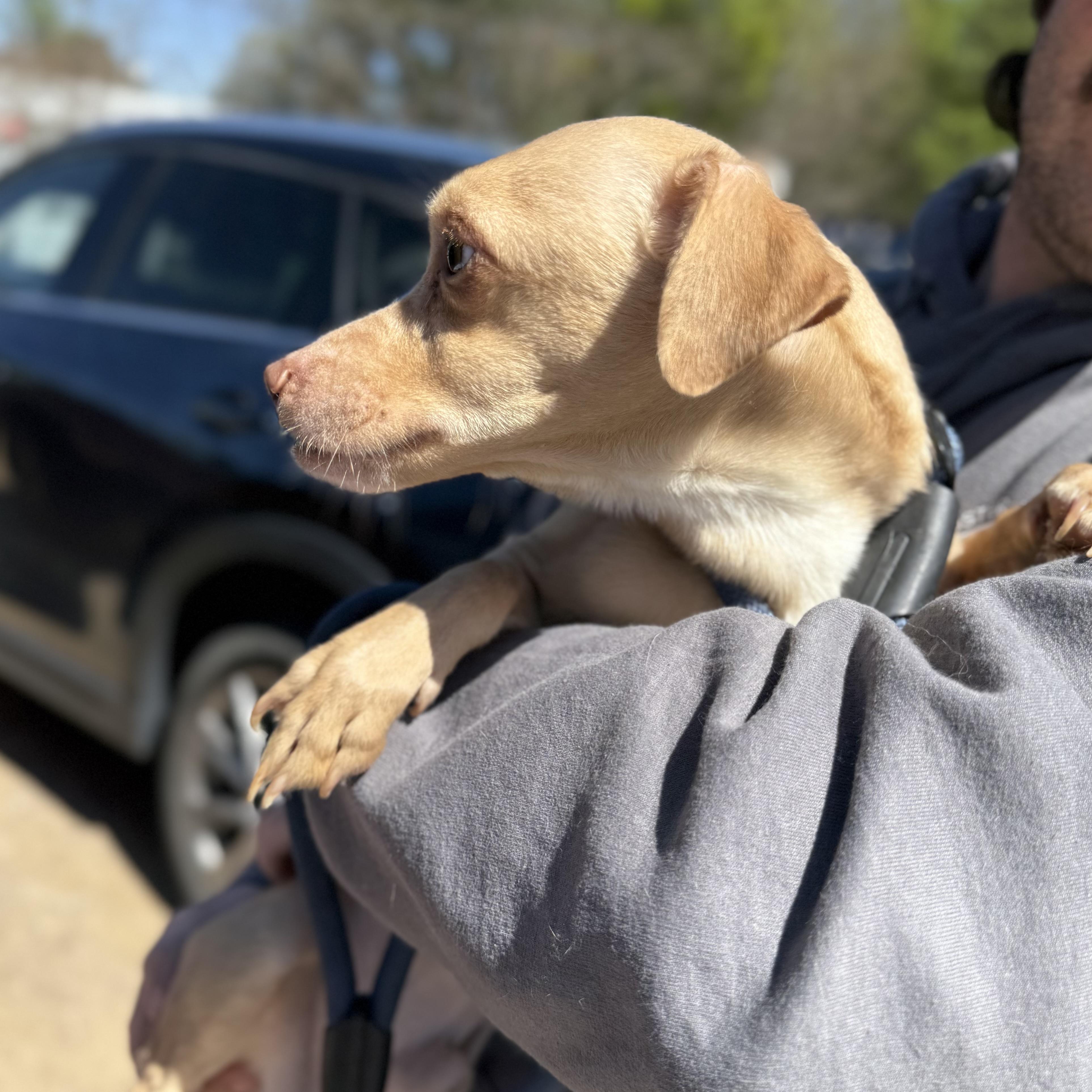 Enlarge Tibia, a ADOPTABLE mixed breed in Columbia, SC image 3/5