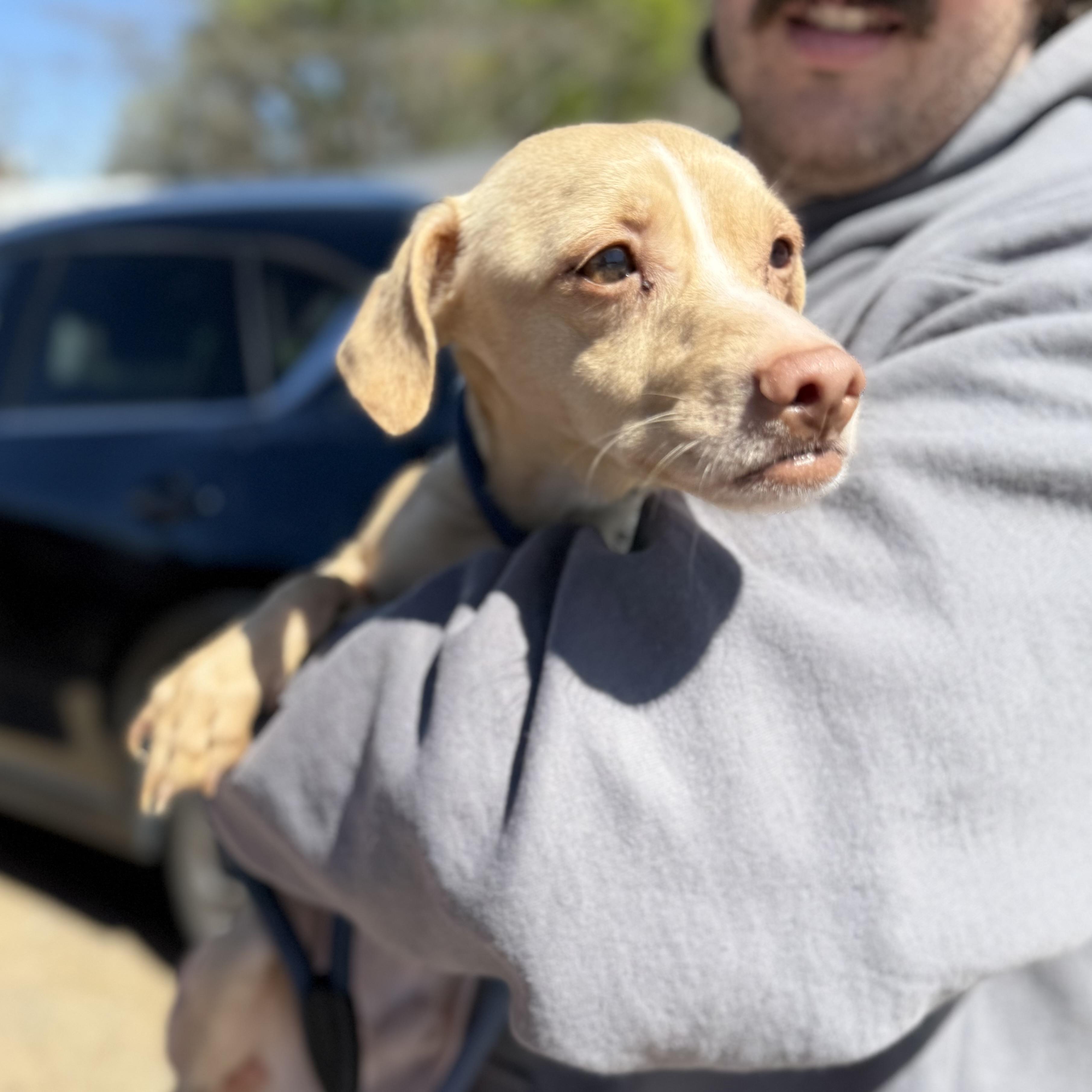 Enlarge Tibia, a ADOPTABLE mixed breed in Columbia, SC image 4/5