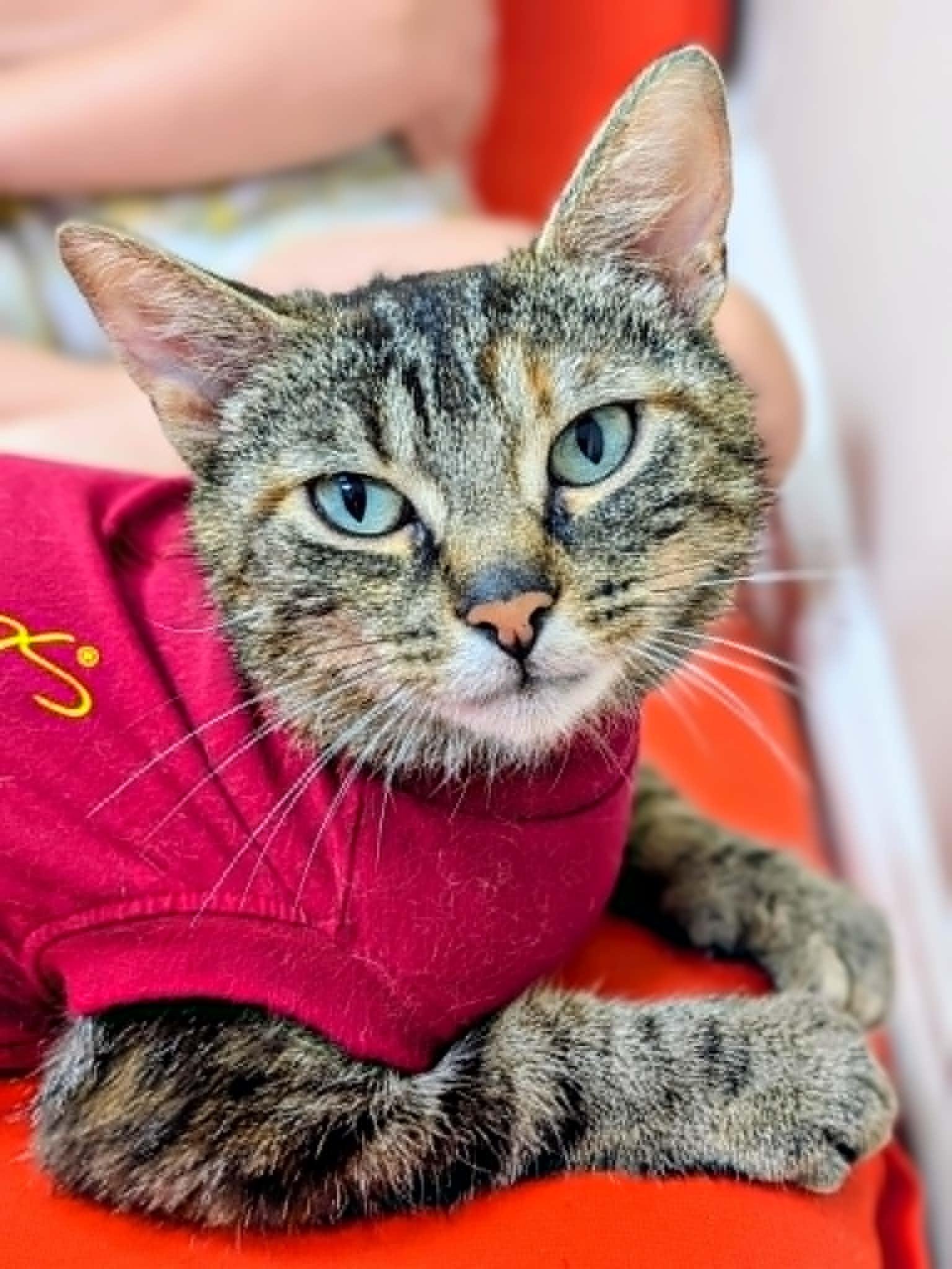 Enlarge Flicker, a ADOPTABLE Domestic Short Hair in Wakefield, QC image 1/4