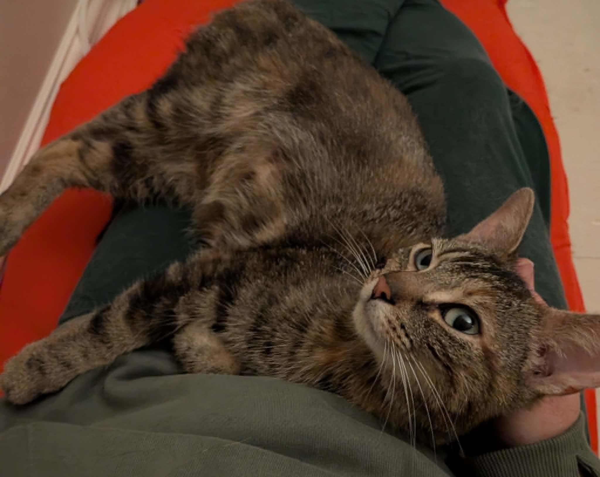 Enlarge Flicker, a ADOPTABLE Domestic Short Hair in Wakefield, QC image 4/4